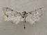  ( - CSUC146)  @11 [ ] CreativeCommons  Attribution Share-Alike (2021) Candice Sawyer California State University, Chico State Entomology Collection