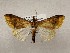  ( - CSUC163)  @11 [ ] CreativeCommons  Attribution Share-Alike (2021) Candice Sawyer California State University, Chico State Entomology Collection