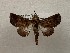  ( - CSUC168)  @11 [ ] CreativeCommons  Attribution Share-Alike (2021) Candice Sawyer California State University, Chico State Entomology Collection