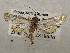  ( - CSUC171)  @11 [ ] CreativeCommons  Attribution Share-Alike (2021) Candice Sawyer California State University, Chico State Entomology Collection