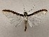  ( - CSUC179)  @11 [ ] CreativeCommons  Attribution Share-Alike (2021) Candice Sawyer California State University, Chico State Entomology Collection