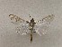  ( - CSUC181)  @11 [ ] CreativeCommons  Attribution Share-Alike (2021) Candice Sawyer California State University, Chico State Entomology Collection