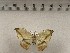  ( - CSUC188)  @11 [ ] CreativeCommons  Attribution Share-Alike (2021) Candice Sawyer California State University, Chico State Entomology Collection