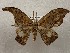  ( - CSUC191)  @11 [ ] CreativeCommons  Attribution Share-Alike (2021) Candice Sawyer California State University, Chico State Entomology Collection