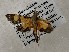  ( - CSUC197)  @11 [ ] CreativeCommons  Attribution Share-Alike (2021) Candice Sawyer California State University, Chico State Entomology Collection