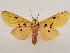  (Nicetosoma papuana - CSUC199)  @11 [ ] CreativeCommons  Attribution Share-Alike (2021) Candice Sawyer California State University, Chico State Entomology Collection