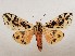  (Spilaethalida turbida - CSUC234)  @11 [ ] CreativeCommons  Attribution Share-Alike (2021) Candice Sawyer California State University, Chico State Entomology Collection