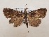  ( - CSUC249)  @11 [ ] CreativeCommons  Attribution Share-Alike (2021) Candice Sawyer California State University, Chico State Entomology Collection