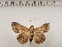  (Ercheia inangulata - CSUC251)  @11 [ ] CreativeCommons  Attribution Share-Alike (2021) Candice Sawyer California State University, Chico State Entomology Collection