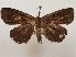  ( - CSUC41)  @11 [ ] CreativeCommons  Attribution Share-Alike (2021) Candice Sawyer California State University, Chico State Entomology Collection