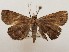  ( - CSUC43)  @11 [ ] CreativeCommons  Attribution Share-Alike (2021) Candice Sawyer California State University, Chico State Entomology Collection