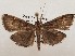  ( - CSUC46)  @11 [ ] CreativeCommons  Attribution Share-Alike (2021) Candice Sawyer California State University, Chico State Entomology Collection