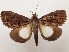  (Anophiodes meeki - CSUC55)  @11 [ ] CreativeCommons  Attribution Share-Alike (2021) Candice Sawyer California State University, Chico State Entomology Collection