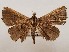  ( - CSUC59)  @11 [ ] CreativeCommons  Attribution Share-Alike (2021) Candice Sawyer California State University, Chico State Entomology Collection