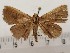  ( - CSUC59)  @11 [ ] CreativeCommons  Attribution Share-Alike (2021) Candice Sawyer California State University, Chico State Entomology Collection