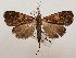  ( - CSUC63)  @11 [ ] CreativeCommons  Attribution Share-Alike (2021) Candice Sawyer California State University, Chico State Entomology Collection