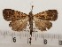  ( - CSUC63)  @11 [ ] CreativeCommons  Attribution Share-Alike (2021) Candice Sawyer California State University, Chico State Entomology Collection