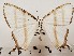  ( - CSUC66)  @11 [ ] CreativeCommons  Attribution Share-Alike (2021) Candice Sawyer California State University, Chico State Entomology Collection