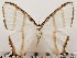  ( - CSUC67)  @11 [ ] CreativeCommons  Attribution Share-Alike (2021) Candice Sawyer California State University, Chico State Entomology Collection