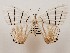  (Stesichora - CSUC68)  @11 [ ] CreativeCommons  Attribution Share-Alike (2021) Candice Sawyer California State University, Chico State Entomology Collection