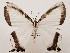  ( - CSUC72)  @11 [ ] CreativeCommons  Attribution Share-Alike (2021) Candice Sawyer California State University, Chico State Entomology Collection