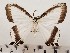  ( - CSUC75)  @11 [ ] CreativeCommons  Attribution Share-Alike (2021) Candice Sawyer California State University, Chico State Entomology Collection