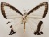  ( - CSUC76)  @11 [ ] CreativeCommons  Attribution Share-Alike (2021) Candice Sawyer California State University, Chico State Entomology Collection