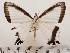  ( - CSUC76)  @11 [ ] CreativeCommons  Attribution Share-Alike (2021) Candice Sawyer California State University, Chico State Entomology Collection