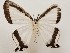  ( - CSUC77)  @11 [ ] CreativeCommons  Attribution Share-Alike (2021) Candice Sawyer California State University, Chico State Entomology Collection