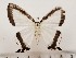  ( - CSUC77)  @11 [ ] CreativeCommons  Attribution Share-Alike (2021) Candice Sawyer California State University, Chico State Entomology Collection