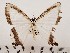  ( - CSUC78)  @11 [ ] CreativeCommons  Attribution Share-Alike (2021) Candice Sawyer California State University, Chico State Entomology Collection