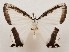  ( - CSUC79)  @11 [ ] CreativeCommons  Attribution Share-Alike (2021) Candice Sawyer California State University, Chico State Entomology Collection