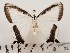  ( - CSUC79)  @11 [ ] CreativeCommons  Attribution Share-Alike (2021) Candice Sawyer California State University, Chico State Entomology Collection