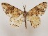  (Iulotricia semiumbrata - CSUC88)  @11 [ ] CreativeCommons  Attribution Share-Alike (2021) Candice Sawyer California State University, Chico State Entomology Collection