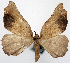  (Microtome recticisa procellosa - 1246533)  @11 [ ] CreativeCommons - Attribution Non-Commercial Share-Alike (2015) David Polluck Smithsonian Institution
