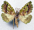  (Phrudophleps violata - 1246565)  @11 [ ] CreativeCommons - Attribution Non-Commercial Share-Alike (2015) David Polluck Smithsonian Institution