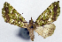  (Phrudophleps viridis - 1246567)  @11 [ ] CreativeCommons - Attribution Non-Commercial Share-Alike (2015) David Polluck Smithsonian Institution
