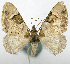  (Tripteridia cavilinea - CCDB-20690-B07)  @11 [ ] CreativeCommons - Attribution (2014) David Pollock Centre for Biodiversity Genomics
