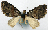  (Tripteridia dympna - CCDB-20690-A06)  @11 [ ] CreativeCommons - Attribution (2014) David Pollock Centre for Biodiversity Genomics
