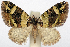  (Tripteridia dystacta - CCDB-20690-B05)  @11 [ ] CreativeCommons - Attribution (2014) David Pollock Centre for Biodiversity Genomics