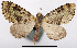  (Pasiphilodes - CCDB-20690-E11)  @11 [ ] CreativeCommons - Attribution (2014) David Pollock Centre for Biodiversity Genomics