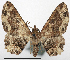  (Aeschrostoma marmorata - CCDB-20690-A05)  @11 [ ] CreativeCommons - Attribution (2014) David Pollock Centre for Biodiversity Genomics