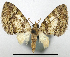  (Tripteridia parvipennata - CCDB-20690-C05)  @11 [ ] CreativeCommons - Attribution (2014) David Pollock Centre for Biodiversity Genomics