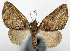  (Eupithecia tenuiscripta - CCDB-20690-E07)  @11 [ ] CreativeCommons - Attribution (2014) David Pollock Centre for Biodiversity Genomics