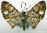  (Hybridoneura truncata - CCDB-20690-A03)  @11 [ ] CreativeCommons - Attribution (2014) David Pollock Centre for Biodiversity Genomics