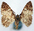 (Myrioblephara apicata - CCDB-21786-F10)  @11 [ ] CreativeCommons - Attribution (2014) David Pollock Centre for Biodiversity Genomics