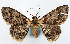  (Myrioblephara cnecobathra - CCDB-21786-G01)  @11 [ ] CreativeCommons - Attribution (2014) David Pollock Centre for Biodiversity Genomics