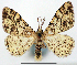  (Alcis concinna - CCDB-21786-B04)  @11 [ ] CreativeCommons - Attribution (2014) David Pollock Centre for Biodiversity Genomics