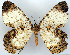  (Amblychia exalbata - CCDB-21786-A09)  @11 [ ] CreativeCommons - Attribution (2014) David Pollock Centre for Biodiversity Genomics
