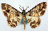  (Myrioblephara fasciata - CCDB-21786-G06)  @11 [ ] CreativeCommons - Attribution (2014) David Pollock Centre for Biodiversity Genomics